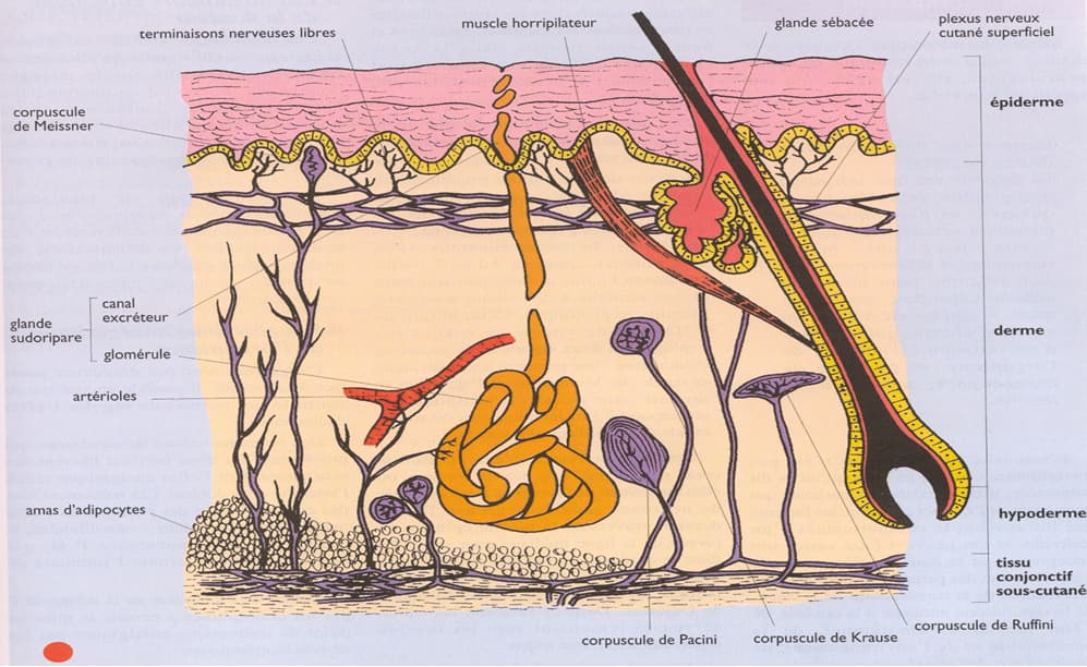 Schema escarres